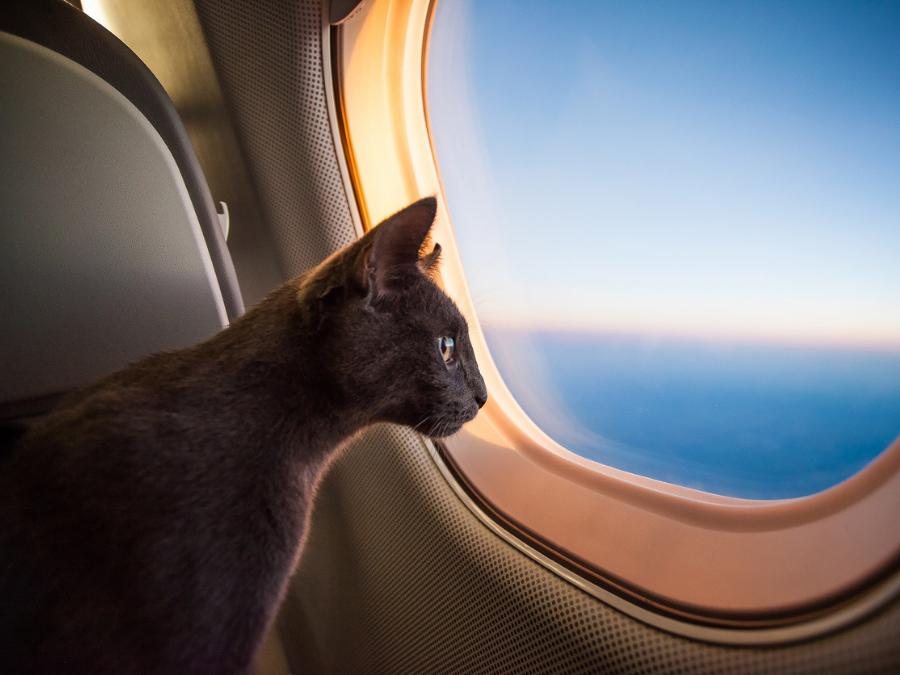 Recomendaciones para viajar con tu mascota en avión GHL Hoteis